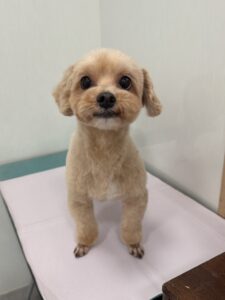 ムックくんのトリミング写真