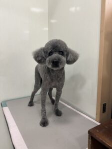 くろくんのトリミング写真