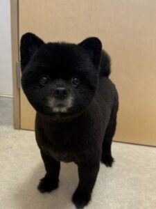 4月14日わんこたちの写真