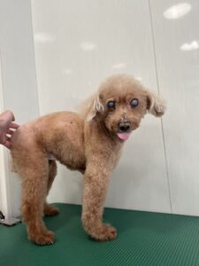 ショコラちゃんのトリミング写真