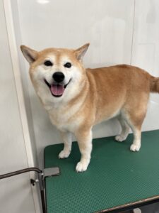 むぎちゃんのトリミング写真