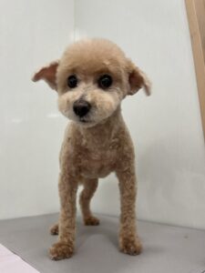 ラテくんのトリミング写真