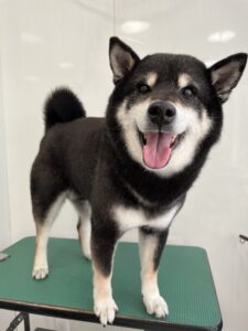4月25日のわんこたちの写真