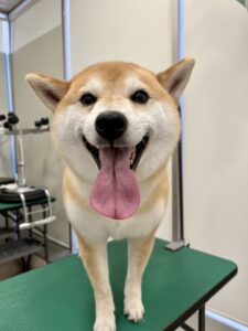 天(てん)くんのトリミング写真