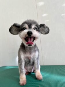 ララちゃんのトリミング写真