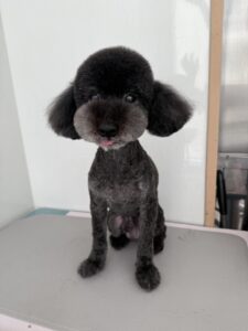 ぜうすくんのトリミング写真