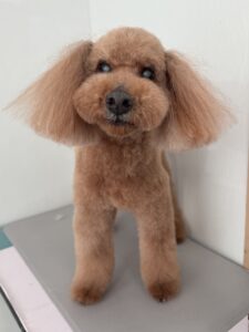 リオくんのトリミング写真