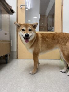 杏(あんず)ちゃんのトリミング写真