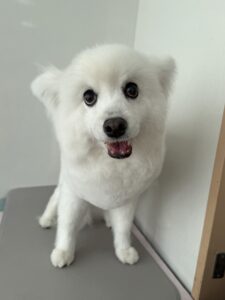 優(ゆう)ちゃんのトリミング写真