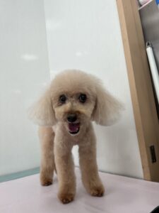 ラムちゃんのトリミング写真