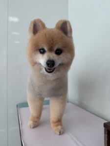 こじろーくんのトリミング写真