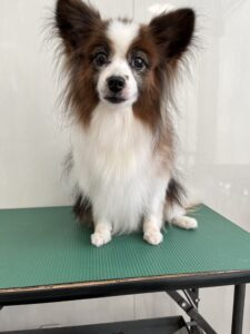 ピノちゃんのトリミング写真