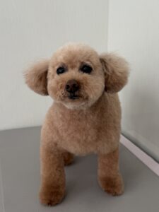 4月28日のわんこたちの写真