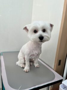 ココちゃんのトリミング写真