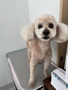4月30日のわんこたちの写真