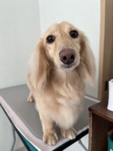 ニコちゃんのトリミング写真