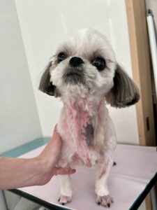 ゆめちゃんのトリミング写真