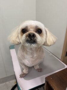 ふくくんのトリミング写真