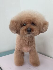 4月5日のわんこたちの写真