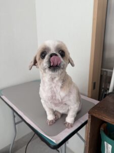 なな男くんのトリミング写真