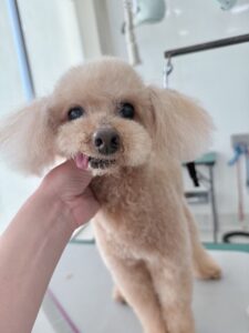 チャオくんのトリミング写真