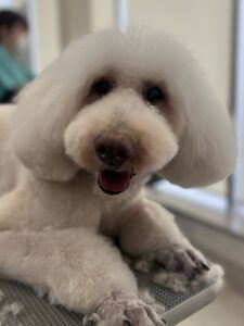 ４月23日のわんこたちの写真
