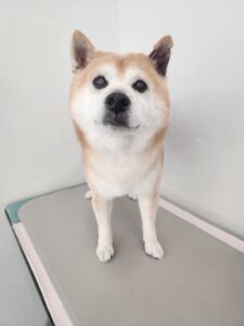 ４月16日のわんこたちの写真