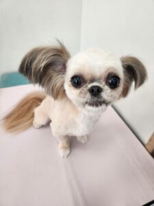 4月29日のわんこたちの写真