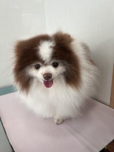 ４月8日のわんこたちの写真