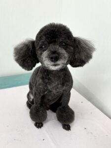 あんこくんのトリミング写真
