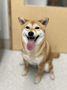 杏(あんず)ちゃんのトリミング写真
