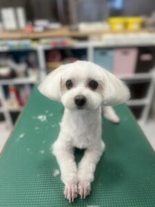 あんずちゃんのトリミング写真