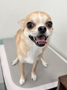 杏(あんず)ちゃんのトリミング写真
