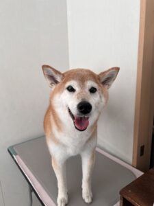 アンちゃんのトリミング写真