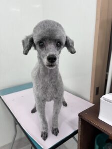 伍音(いお)ちゃんのトリミング写真