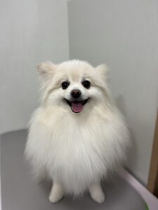 おもちくんのトリミング写真