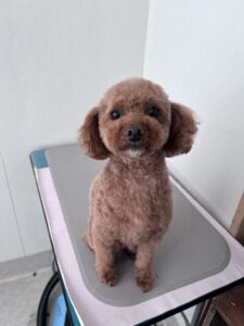 くぅくんのトリミング写真
