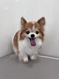 くうくんのトリミング写真