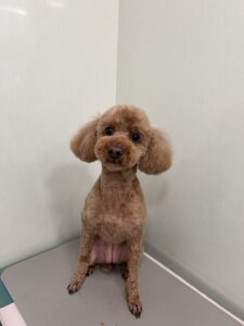 くるみちゃんのトリミング写真
