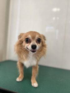 胡桃(くるみ)ちゃんのトリミング写真