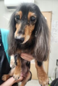 くーちゃんのトリミング写真