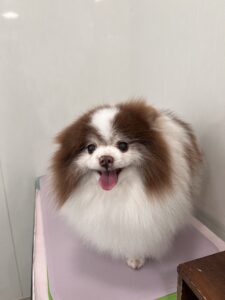 ココアちゃんのトリミング写真