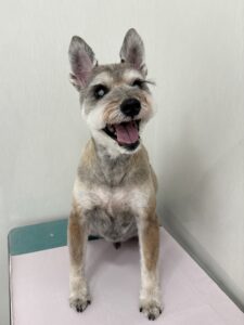 琥太朗(こたろう)くんのトリミング写真