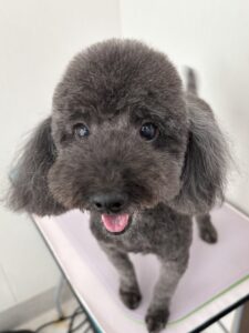 コタローくんのトリミング写真