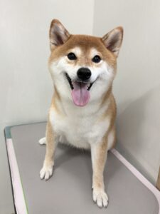 こなつちゃんのトリミング写真