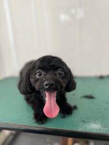 コロくんのトリミング写真
