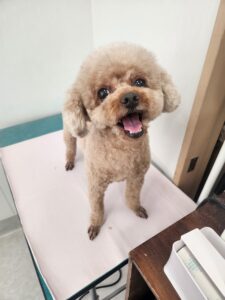 そらくんのトリミング写真