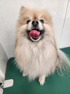 たぬきちくんのトリミング写真