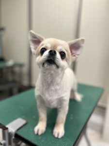 りおちゃんのトリミング写真
