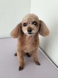ちゅらちゃんのトリミング写真